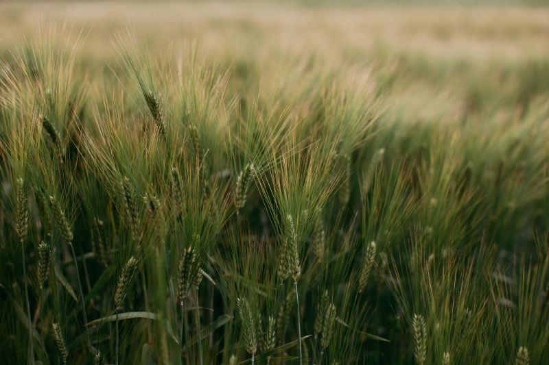 wheat(1)